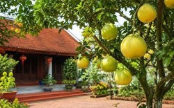 Ngày càng nhiều gia đình trồng bưởi, hóa ra không chỉ để lấy quả