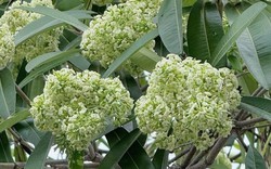 Đau đầu, buồn nôn vì mùi hoa sữa: Có phải ngộ độc?
