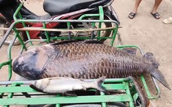 Người dân bắt được con cá chép khổng lồ nặng 100kg trên sông