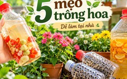 5 mẹo trồng cây được chia sẻ rầm rộ trên mạng: Có cách gần như không tốn tiền nhưng cây vẫn xanh tốt