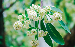 Khách Tây nghĩ sao về hương hoa sữa tại Hà Nội?