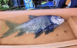 Người dân bắt được con cá chép khổng lồ nặng 60kg gần bờ sông
