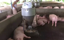 Liên tục ghi nhận ổ dịch tả lợn châu Phi tại Cần Thơ