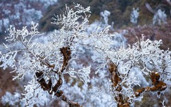 Phát hiện đỉnh núi cao hơn 1.500m ở Việt Nam, từng lạnh dưới 0°C, cây cối phủ trắng băng giá như trời Âu
