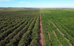 Việt Nam có một tỷ phú sang Lào, Campuchia trồng 5.400 ha xoài: xuất khẩu đi Trung Quốc, sản lượng dự kiến 100.000 tấn/năm