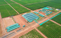 Việt Nam có một tỷ phú sang Lào, Campuchia trồng bưởi nuôi bò: Sản lượng 60.000 tấn trái mỗi vụ, mục tiêu sở hữu hơn 200.000 con bò