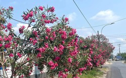 Hà Nội cấm trồng 18 loại cây nơi công cộng: Có tới 16 cây chứa độc tố và nguy hại sức khỏe