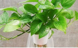 Những vị trí tối kỵ trong nhà tránh đặt cây trầu bà