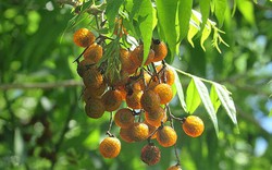 Vì sao Hà Nội cấm trồng loài cây quen thuộc với nhiều người Việt, là dược liệu trong nhiều bài thuốc dân gian?