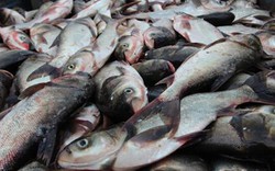 Loài cá thường bị chê vì mùi tanh nhưng lại là “kho báu” Omega-3 cực tốt cho sức khỏe