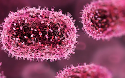 Pháp xác nhận trường hợp đầu tiên tử vong do nhiễm virus Shamonda