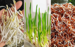 3 thực phẩm khi mọc mầm chẳng những KHÔNG ĐỘC mà còn gấp đôi dinh dưỡng