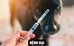 Đồng Nai khẩn trương xử lý ổ dịch dại sau một trường hợp tử vong