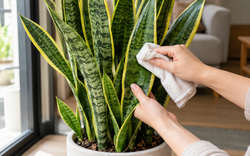 Công thức chăm lưỡi hổ tối giản: Bận rộn mấy cây vẫn lên lá khỏe, đẻ chồi đều