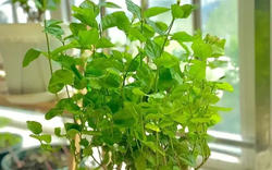 5 cây ác bước vào nhà, ông bà nhìn thấy muốn TIỄN ĐI NGAY: Phúc chưa kịp đến, họa đã chực chờ