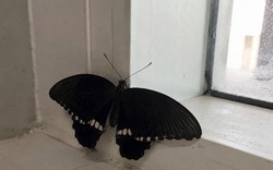 Ông bà dặn: 3 vật bất ngờ vào nhà hóa ra điềm tốt, đừng dại mà đuổi đi