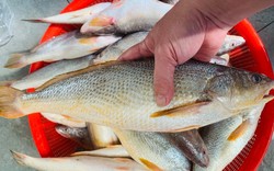 Chủ cửa hàng hải sản 20 năm tiết lộ: 5 loại cá hoang dã giàu dinh dưỡng, không thể nuôi được, thấy phải mua ngay!