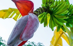 Chuyên gia giải mã công dụng chữa bệnh thực sự của hoa chuối