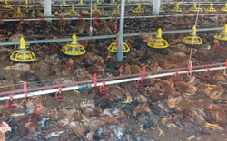 Hơn 1 tỷ đồng 'bốc hơi' sau sự cố chập điện tại trang trại gà