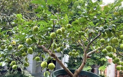 Nhiều gia đình trồng cây chanh trong sân vườn, hóa ra không chỉ để lấy lá, quả