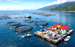 Việt Nam hạ thủy "cỗ máy in tiền" 67 tỷ đồng xuống đặc khu Cô Tô, mở lối săn kho báu 670.000 tấn/năm