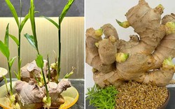 Nhà nào đang trồng gừng nên biết 4 điều quan trọng