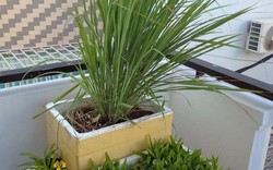 Nhà nào đang trồng sả nên biết 4 điều quan trọng