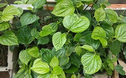 Tin vui cho những người đang trồng lá lốt
