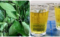 Uống trà xanh tươi mỗi ngày có tác dụng gì?
