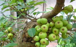 Nhiều gia đình trồng cây sung trong nhà, hóa ra không phải chỉ để lấy quả hay làm cảnh