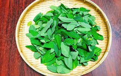 Lời khuyên đến tất cả các gia đình đang trồng cây rau ngót để ăn