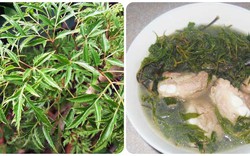 Bài thuốc chữa bệnh từ cây đinh lăng