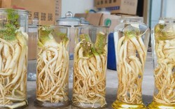 Lời khuyên cho những ai uống rượu ngâm đinh lăng
