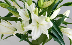 5 loài hoa KHÔNG NÊN trưng bàn thờ Tết: Đẹp nhưng phạm phong thủy, dễ rước xui đầu năm