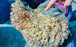 Hải Phòng tiêu hủy hơn 5 tấn giá đỗ ngâm hóa chất, để 1 tháng vẫn tươi