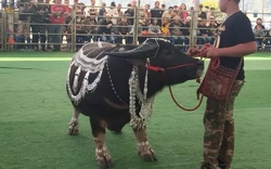 Con trâu lùn được trả 16 tỷ đồng, người đàn ông vẫn từ chối bán