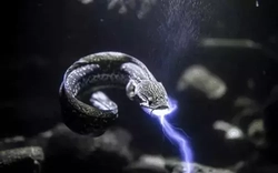 Phát minh loại pin "bắt chước lươn điện", tạo 600 volt chỉ trong chớp mắt