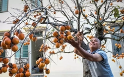 ‘Báu vật’ giữa vườn hồng cổ được trả nửa tỷ nhưng chủ không bán