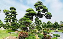 3 loại cây là "báu vật", trồng trong vườn giúp trấn trạch, giữ nhà qua nhiều thế hệ