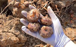 Thứ này ăn sống thì giải độc, nấu chín thì bổ phổi: Ngoài chợ sẵn nhiều giá chỉ vài nghìn mua đủ 1 bữa