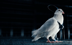 Phát minh như khoa học viễn tưởng của Nga gây chấn động giới công nghệ: Cấy chip não biến chim bồ câu thành thiết bị bay, không lo hết pin, tiếp cận được mọi địa hình