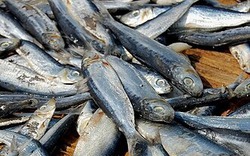 Top 6 loài cá chứa thủy ngân nhiều nhất