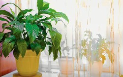 Cây lan ý "rất thích" được đặt ở vị trí này: Làm đúng thì hoa bung nở trắng muốt