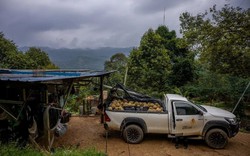 Đua nhau trồng ‘sản vật trời ban’, nông dân nước Đông Nam Á nay lao đao vì Trung Quốc giảm mua, giá rớt thê thảm, Thái Lan có thể là 'nạn nhân' kế tiếp