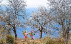 Hoa sơn tra đẹp như cổ tích giữa đất trời Tây Bắc