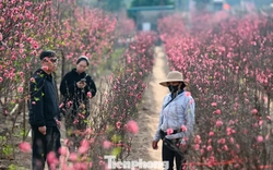 24 tháng Chạp: Đào nở sớm, khách thưa thớt, làng Nhật Tân như... mất Tết