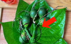 Chọn cau thắp hương đừng chỉ chọn quả to, vỏ nhẵn: Đây mới là 3 điểm cần nhìn, chỉ người "sành" mới biết