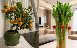 5 loại cây hút sạch độc tố, mời gọi tài lộc: Chưng trong nhà cực tốt