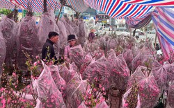 Tín hiệu bất ngờ ở 'chợ hoa đào' lớn nhất TPHCM