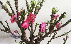 Việt Nam có "vua đào Tết" cực quý hiếm: Không phải đào huyền, đào chuông, được ví như sản vật tiến Vua